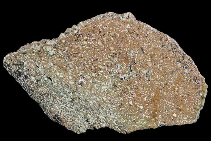 Polished Dinosaur Bone (Gembone) Section - Morocco #107101